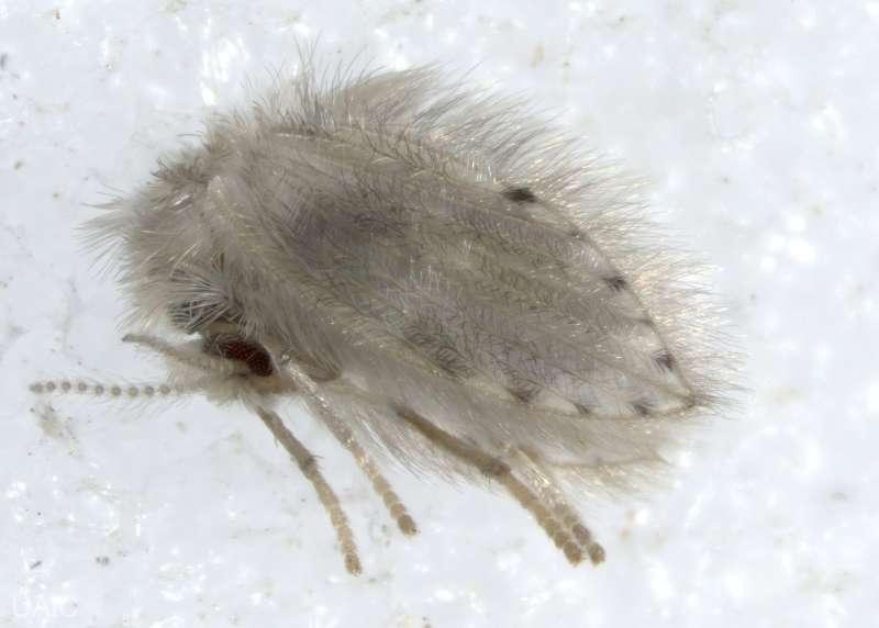 Noi specii de insecte, identificate pentru prima dată în România. Imagini inedite! 833193