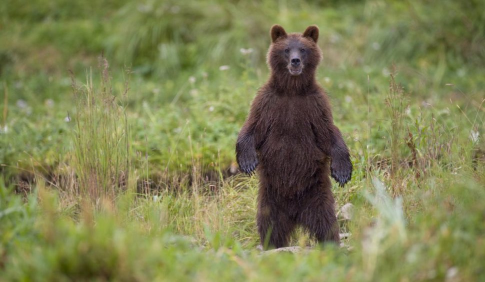 Un urs a fost observat plimbându-se în zona Aeroportului din Sibiu. Animalul a fugit chiar când era să fie tranchilizat