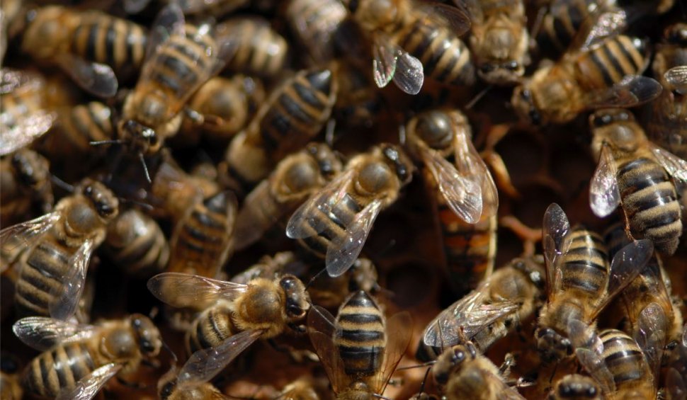 Cinci adulți și o fetiță au murit atacați de "albine ucigașe", după ce tocmai scăpaseră cu viață dintr-un accident rutier