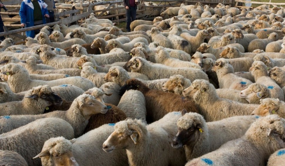 Premieră: România și Maroc au încheiat un acord privind exportul de ovine