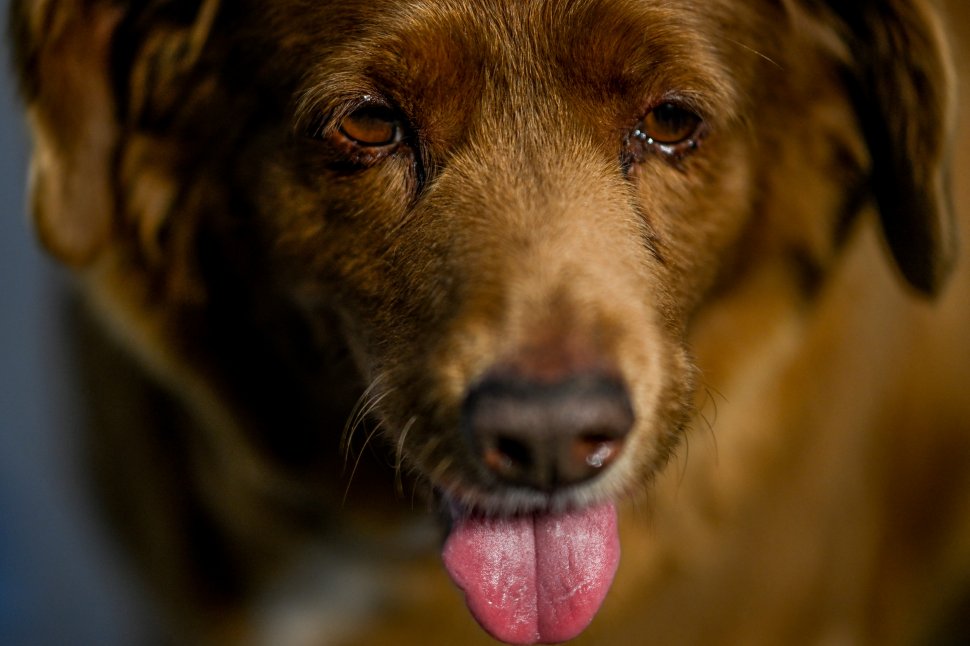 Cel mai bătrân câine din lume a împlinit 31 de ani. Bobi fusese condamnat la moarte când s-a născut