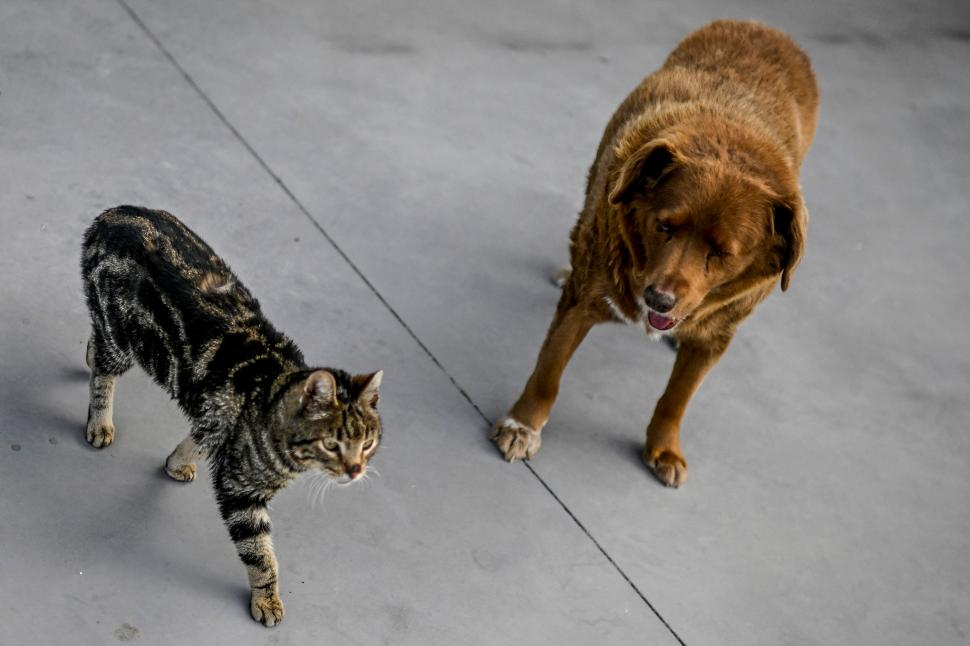 Cel mai bătrân câine din lume a împlinit 31 de ani. Bobi fusese condamnat la moarte când s-a născut 833843