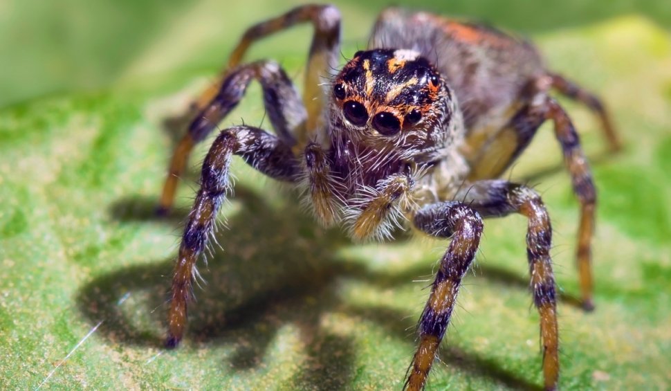 De ce nu ar trebui să omori păianjenii din casa ta niciodată. Beneficiile lor sunt miraculoase în viața noastră