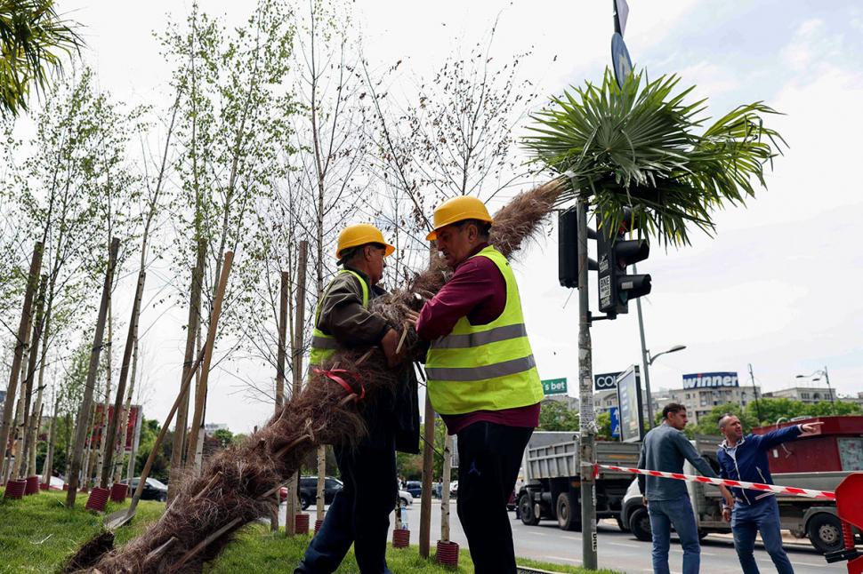 Primăria Capitalei scoate palmierii puşi de Robert Negoiţă în zona Unirii. Ar fi fost plantaţi ilegal 834045