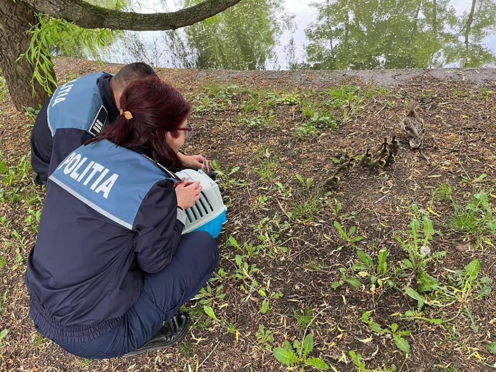 Zece boboci de rață și mama lor, rătăciți în traficul din Cluj-Napoca. Gestul simplu făcut de un șofer pentru a-i salva 834444