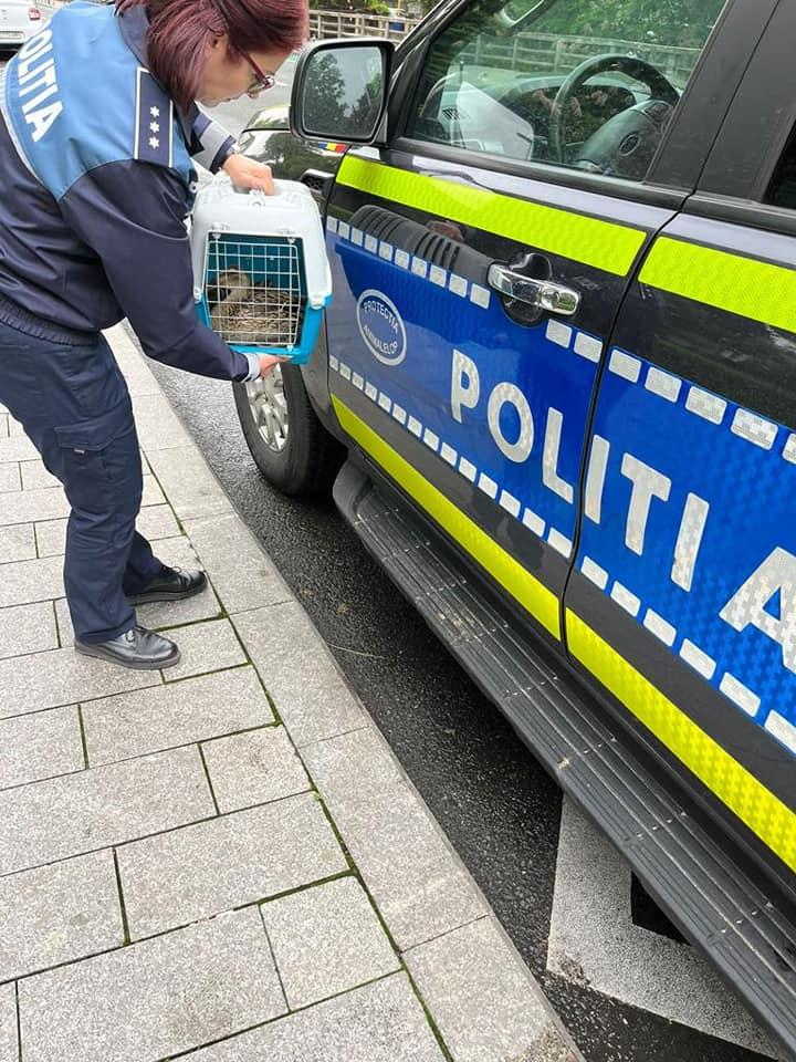 Zece boboci de rață și mama lor, rătăciți în traficul din Cluj-Napoca. Gestul simplu făcut de un șofer pentru a-i salva 834445