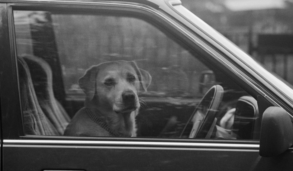 Un şofer beat, prins când circula cu viteză, şi-a pus câinele la volan şi s-a mutat pe scaunul din dreapta, în SUA