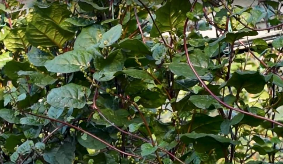 Spanacul Malabar, o comoară pentru sănătate. Creşte şi în România 834234