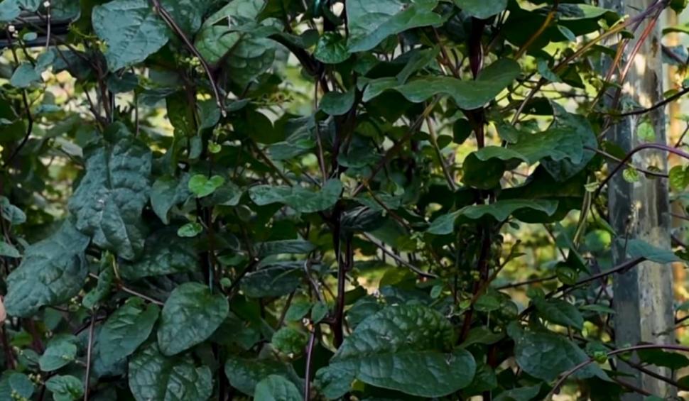 Spanacul Malabar, o comoară pentru sănătate. Creşte şi în România 834236