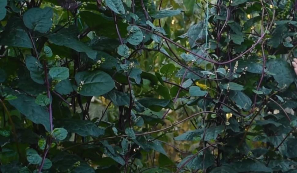 Spanacul Malabar, o comoară pentru sănătate. Creşte şi în România 834238