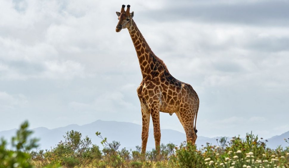 Care este masculinul cuvântului girafă. Cum se denumeşte ştiinţific o girafă de sex masculin