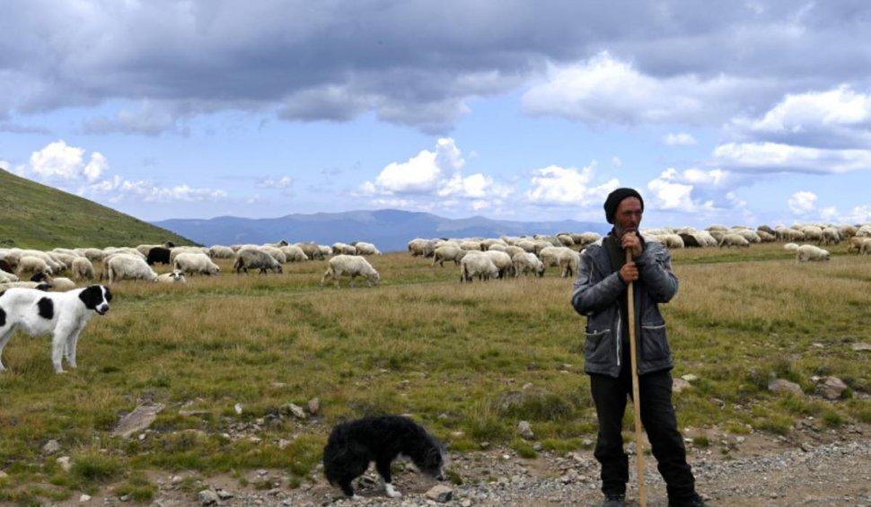 Ciobanii care ţin aceste animale la stână riscă amenzi uriaşe
