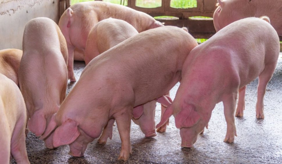Focar de pestă porcină la o fermă din Timiş. Aproape 20.000 de animale vor fi sacrificate