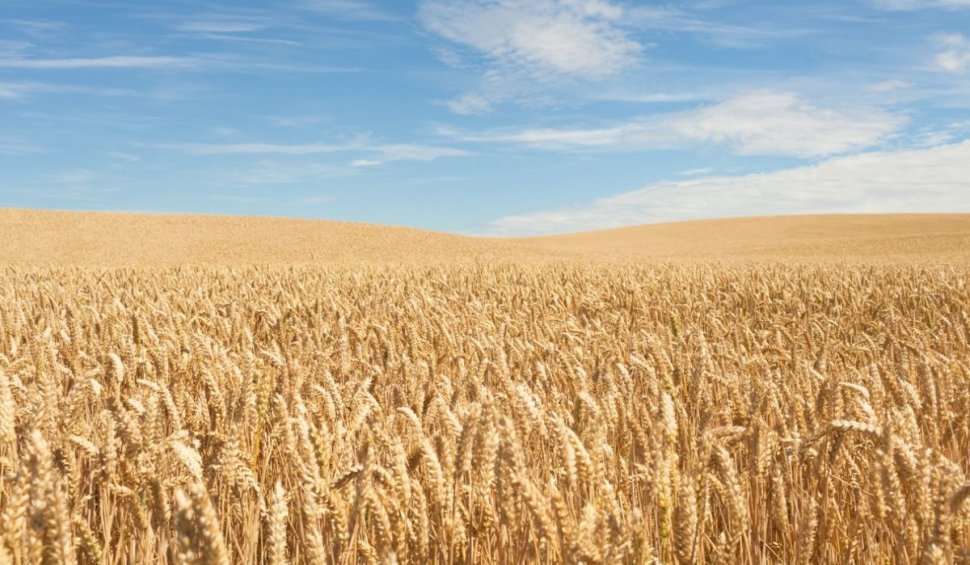 Cerealele româneşti, vândute de fermieri direct la procesatorul final: "Sunt mult mai calitative faţă de cerealele provenite din Ucraina"