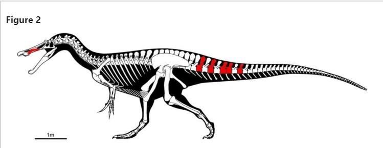 O nouă specie de dinozaur carnivor, descoperită în Spania 835202