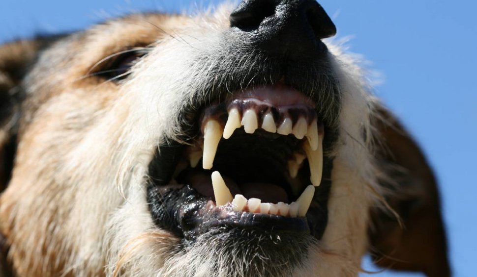 Un bărbat a murit după ce a fost atacat de un câine periculos în Marea Britanie