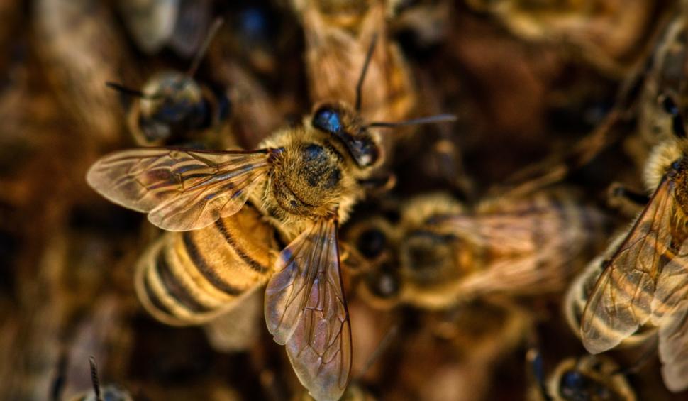 Un bărbat a fost atacat de un roi de albine, în Arad. Soţia lui a sunat la 112