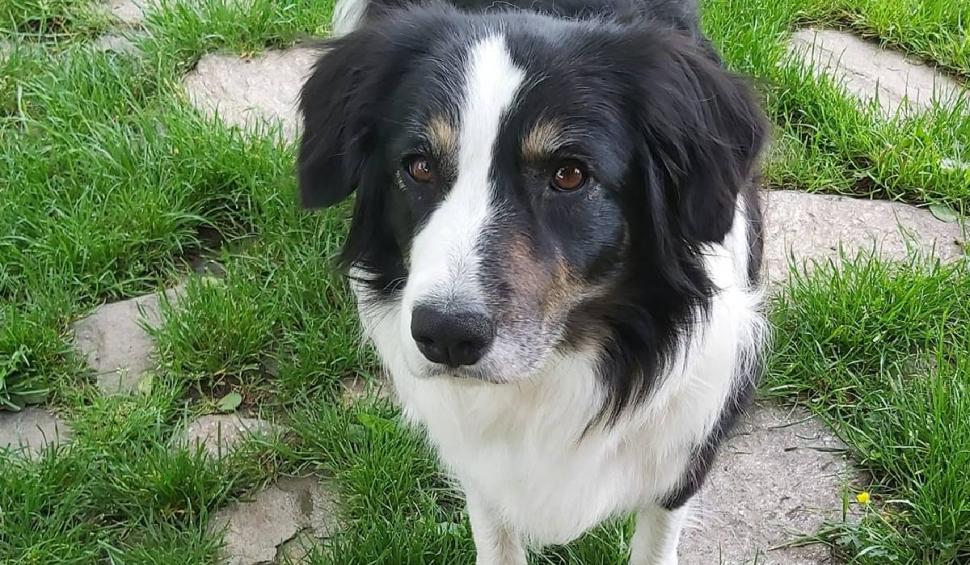 O cățelușă de la Salvamont a fost mușcată de o viperă și înțepată un bondar de pământ după antrenament. Care este starea patrupedului 835695