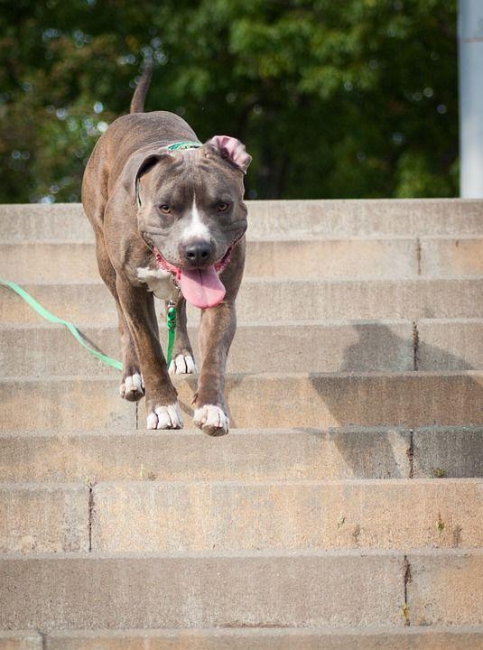 "Mami, mor?". Strigătul disperat al unui băieţel de şase ani, după ce a fost muşcat de cap de câinele familiei şi târât pe scări 835616
