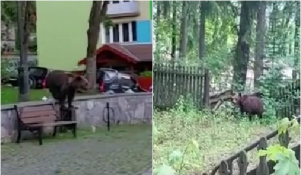 Școală din Comarnic păzită de polițiștii locali, după ce un urs a fost văzut de mai multe ori în zonă