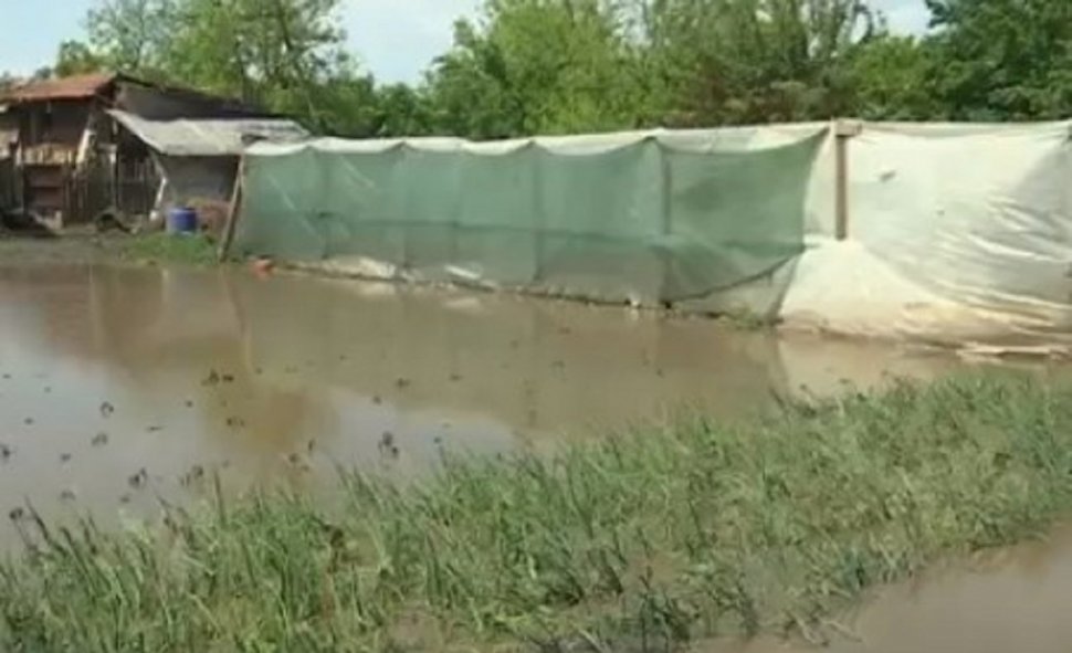 Ploaia torenţială a făcut ravagii, în Buzău şi Timiş: Zeci de gospodării au fost inundate