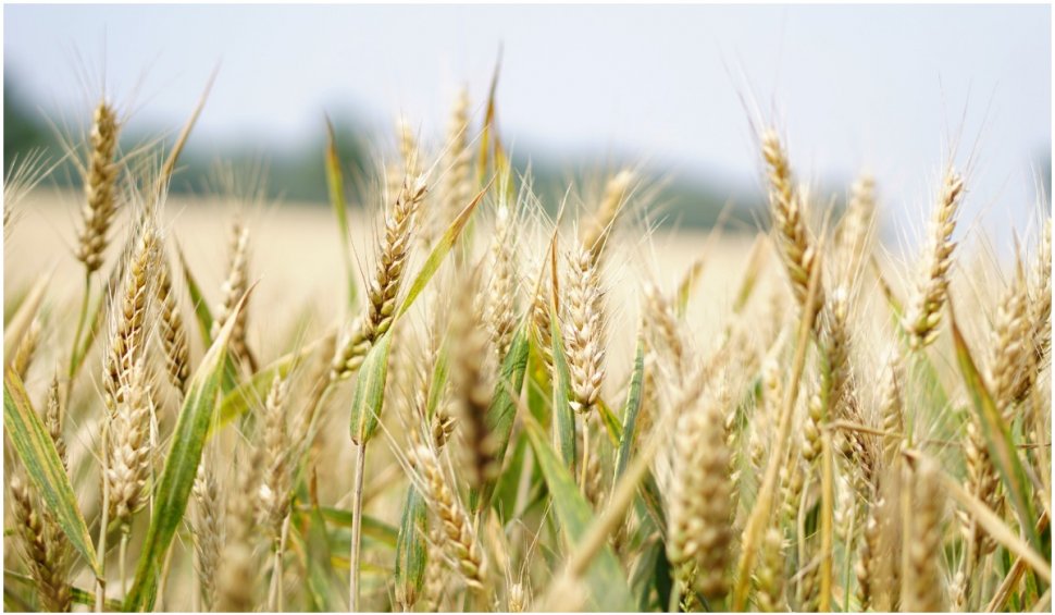 România este al doilea mare exportator de grâu din UE în sezonul 2022/2023 | Cine e pe primul loc