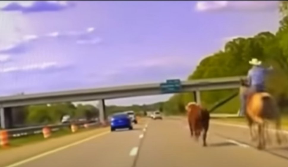 Urmărire spectaculoasă pe o autostradă din SUA: un cowboy cu lasou a prins o vacă scăpată de sub control