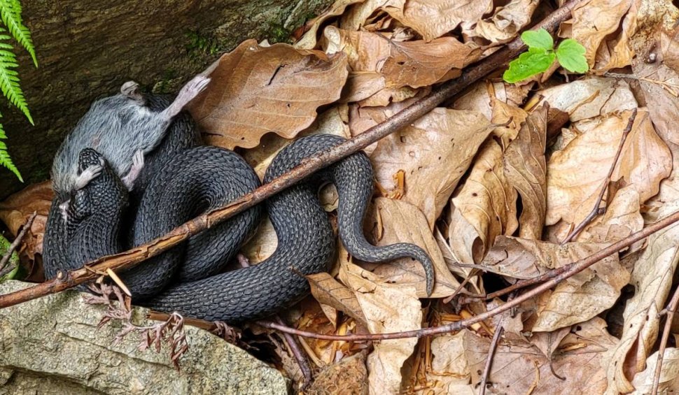 Fotografii rare cu o viperă neagră, descoperită în Munții Șureanu. Șarpele extrem de veninos surprins în timp ce se bucura de pradă