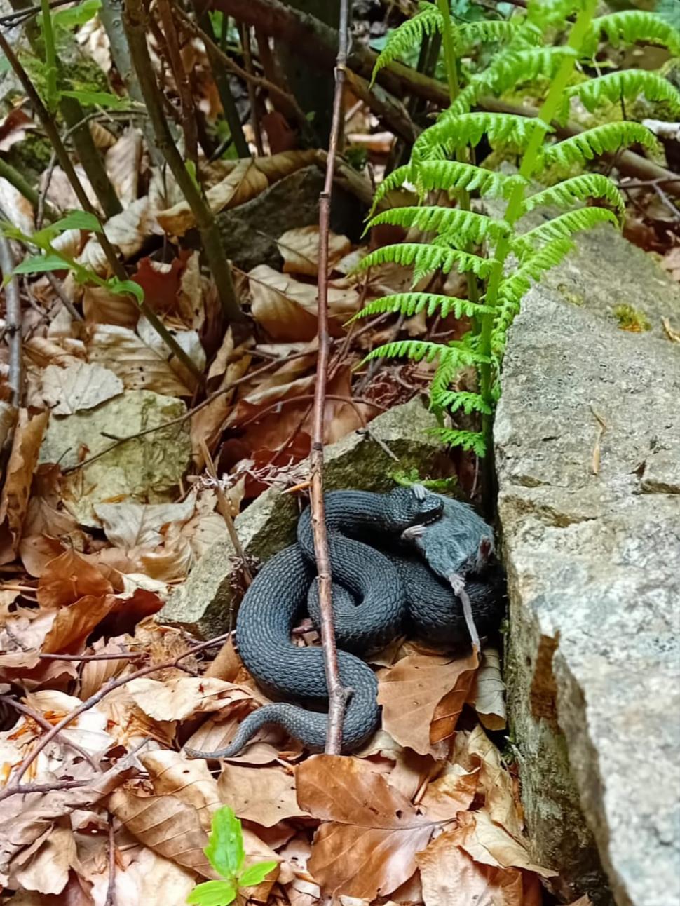 Fotografii rare cu o viperă neagră, descoperită în Munții Șureanu. Șarpele extrem de veninos surprins în timp ce se bucura de pradă 836102