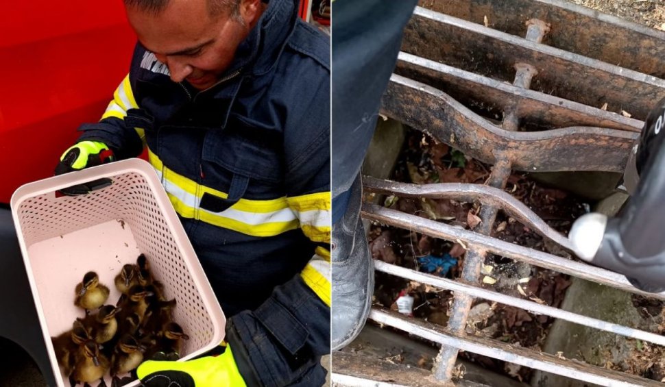 Zece boboci de raţă, blocaţi într-o canalizare, au fost salvaţi de pompierii ISU Constanţa