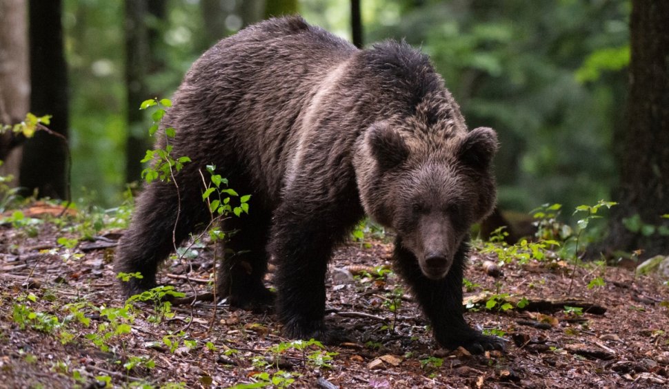 Un urs a intrat în curtea unei case din Brașov. Autoritățile au trimis mesaj Ro-Alert