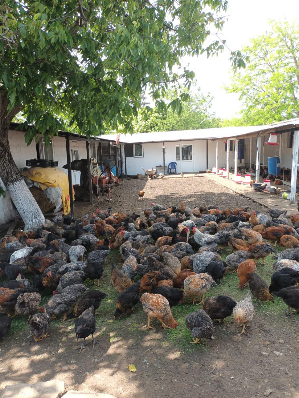 "Am lăsat salariile de sute de milioane de lei“ | Povestea unui cuplu de români reîntors în ţară după 17 ani de trudă printre străini 837746