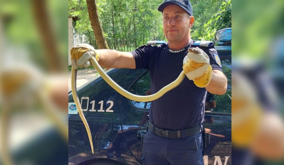 Apel la 112 pentru prinderea unui șarpe urcat într-un copac în apropierea unui bloc din Bârlad 838009