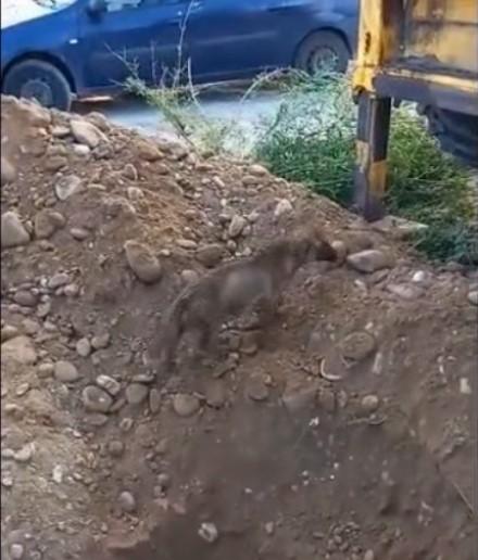 A primit a doua şansă la viaţă | Un câine, captiv de peste 24 de ore într-o conductă îngustă, a fost salvat de pompierii hunedoreni 838237