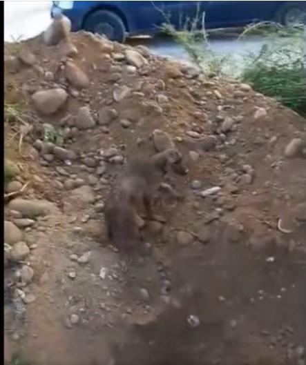 A primit a doua şansă la viaţă | Un câine, captiv de peste 24 de ore într-o conductă îngustă, a fost salvat de pompierii hunedoreni 838238