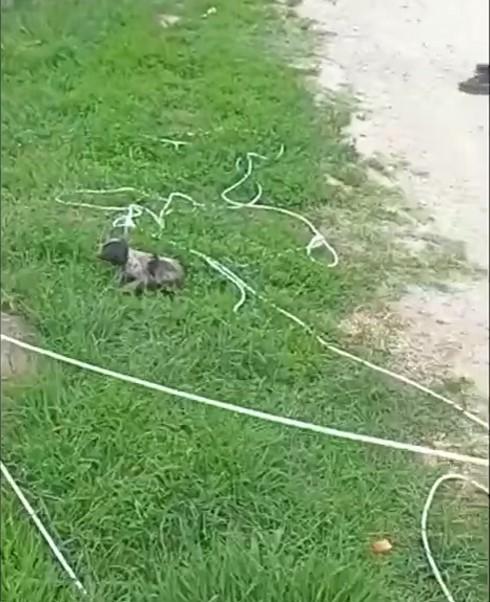 A primit a doua şansă la viaţă | Un câine, captiv de peste 24 de ore într-o conductă îngustă, a fost salvat de pompierii hunedoreni 838246