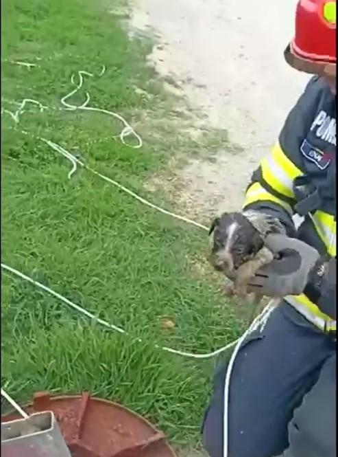 A primit a doua şansă la viaţă | Un câine, captiv de peste 24 de ore într-o conductă îngustă, a fost salvat de pompierii hunedoreni 838247
