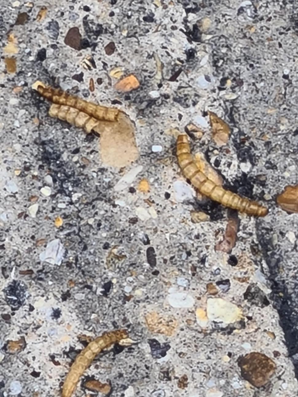 "Am rămas plin de stupoare şi greaţă" | Ce a descoperit un şofer de TIR când unul din paleţii pe care îi transporta s-a spart accidental 838214