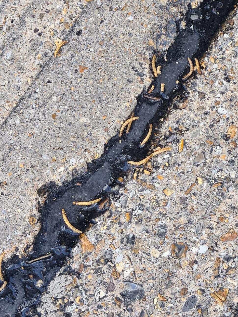 "Am rămas plin de stupoare şi greaţă" | Ce a descoperit un şofer de TIR când unul din paleţii pe care îi transporta s-a spart accidental 838215