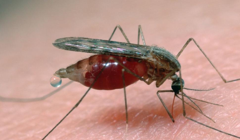 Aparatul electrocasnic care alungă ţânţarii. Dr. Tudor Ciuhodaru: "Femeile, un magnet pentru aceste insecte" 838317