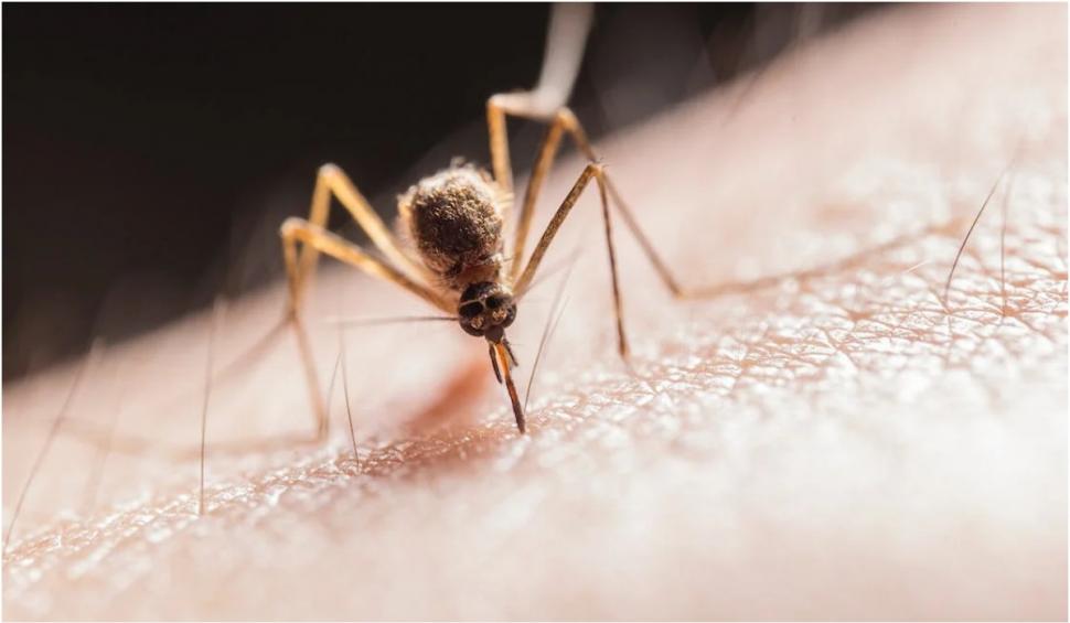 Aparatul electrocasnic care alungă ţânţarii. Dr. Tudor Ciuhodaru: "Femeile, un magnet pentru aceste insecte" 838550