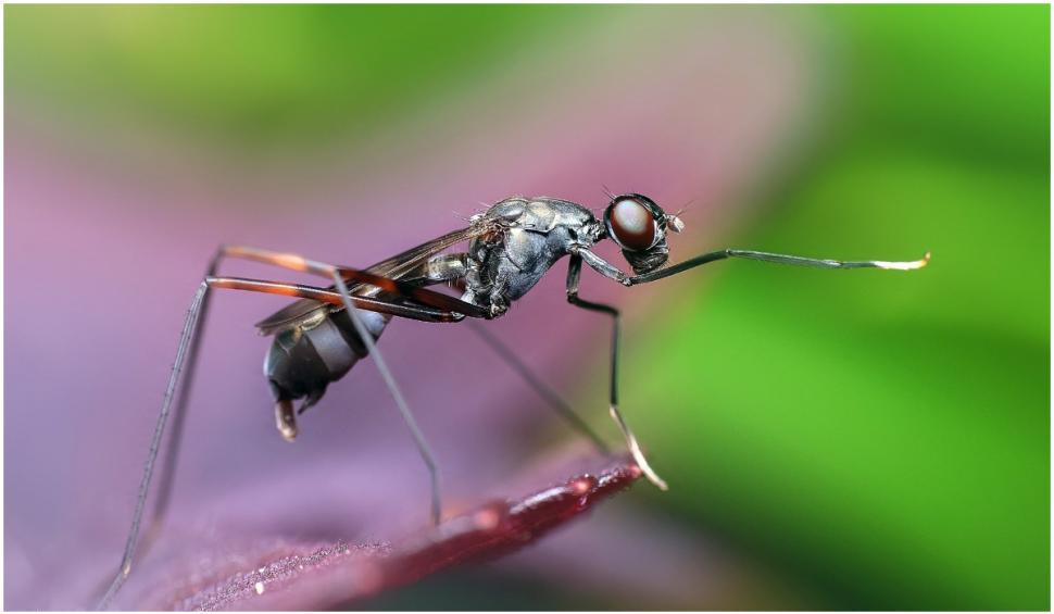 Aparatul electrocasnic care alungă ţânţarii. Dr. Tudor Ciuhodaru: "Femeile, un magnet pentru aceste insecte" 838552