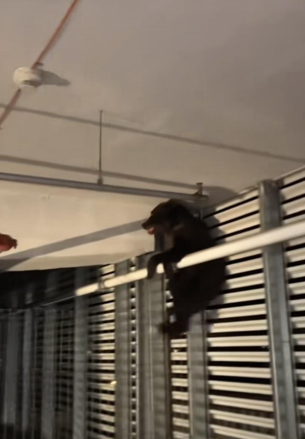 Pui de urs eutanasiat, după ce a căzut de la etajul unei parcări din Brașov. Animalul ar fi suferit răni grave 838393