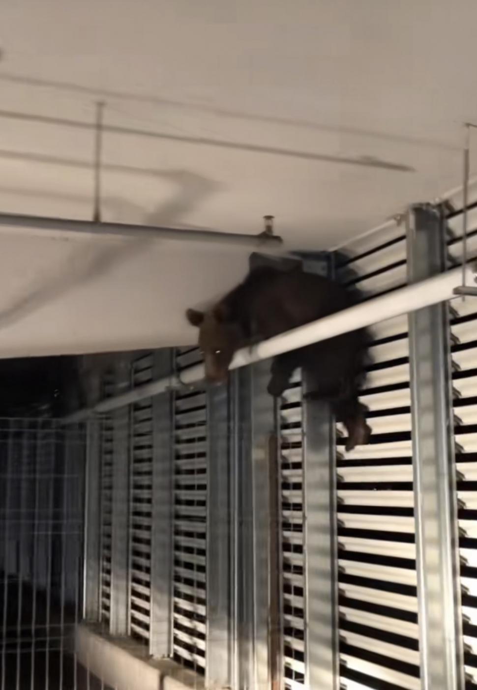 Pui de urs eutanasiat, după ce a căzut de la etajul unei parcări din Brașov. Animalul ar fi suferit răni grave 838394