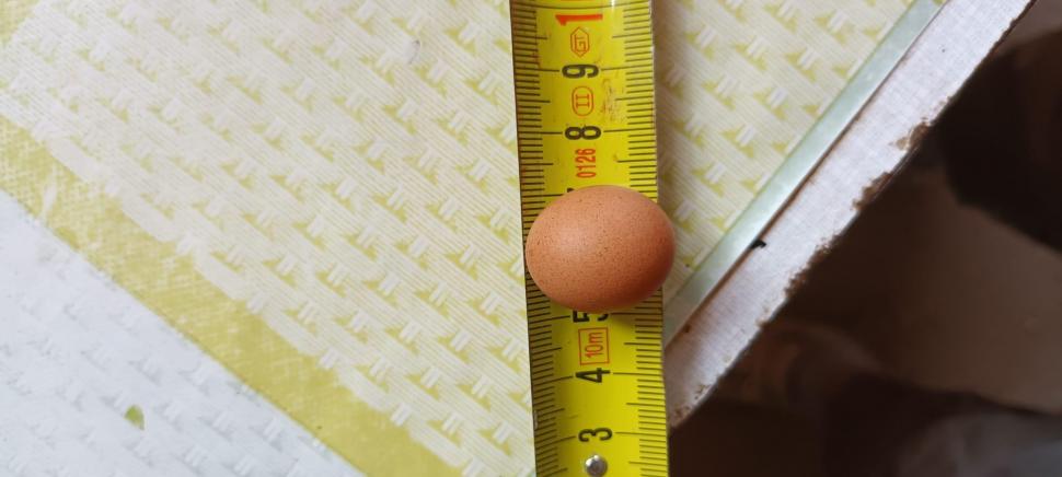 Surpriză la ferma unui bărbat din Cluj | Una dintre găinile sale a făcut cel mai mic ou din Ardeal 838453