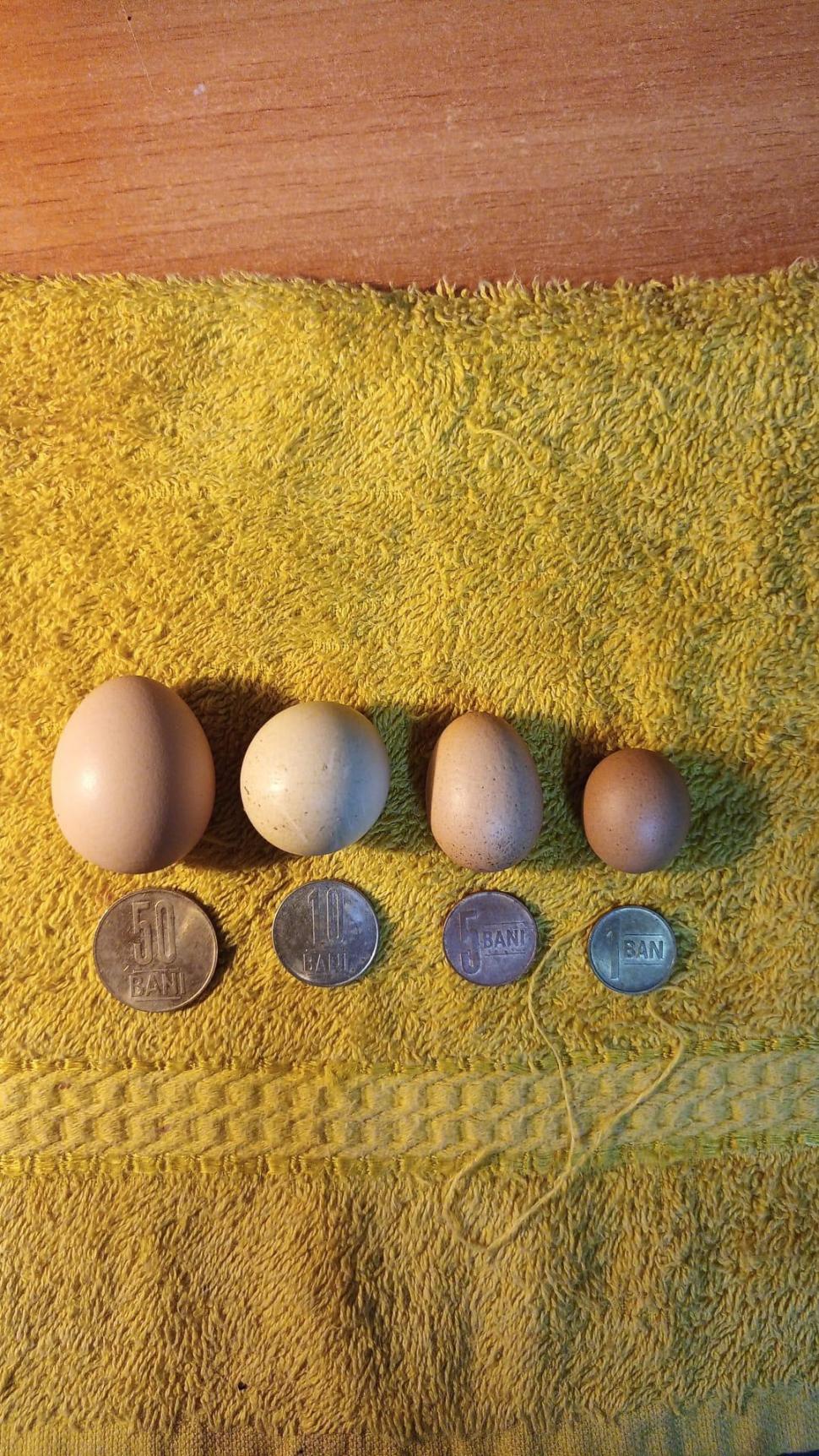 Surpriză la ferma unui bărbat din Cluj | Una dintre găinile sale a făcut cel mai mic ou din Ardeal 838454