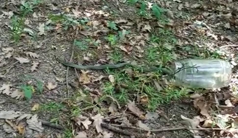 O femeie s-a trezit cu un șarpe în bucătărie, în Botoșani. Ce trebuie să faci în astfel de cazuri 838702