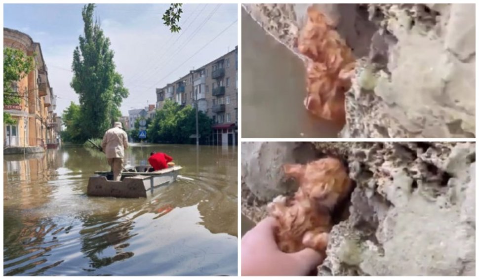 Cea mai emoționantă imagine de la inundațiile din Herson, după distrugerea barajului: Un pui de pisică agățat cu ghearele de perete, la un pas de moarte