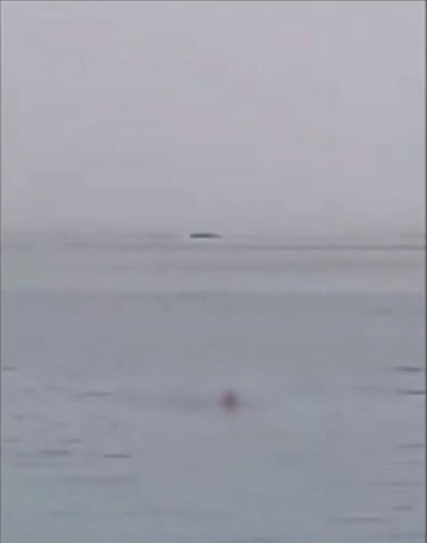 Un tânăr rus a fost ucis de un rechin într-o staţiune preferată de români | Atacul din Hurghada a fost filmat 839233