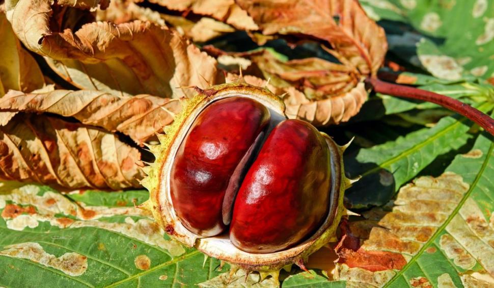 Amestecul care ajută la refacerea vaselor de sânge după un AVC. Lidia Fecioru: "10 picături. Tinctura se face acasă" 839603